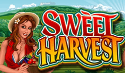 Sweet Harvest