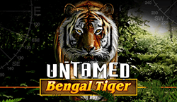 Untamed Bengal Tiger