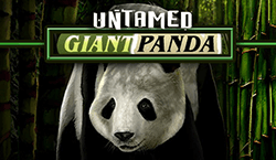 Untamed Giant Panda
